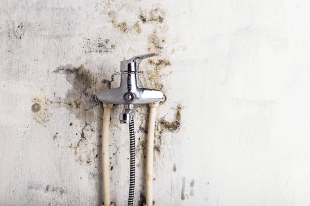 Best Black Mold Remediation in Avon, MN