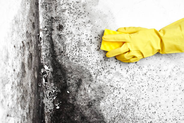 Best Kitchen Mold Remediation in Avon, MN