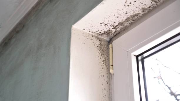 Best Attic Mold Remediation in Avon, MN