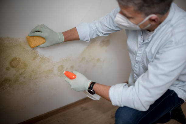 Best Post-Flood Mold Remediation in Avon, MN