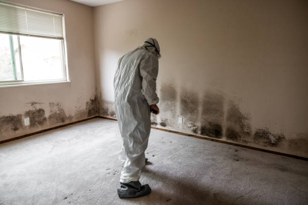Professional Mold Remediation in Avon, MN