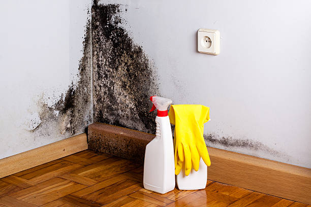 Best Bathroom Mold Remediation in Avon, MN