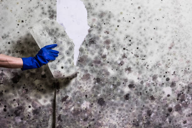 Best Localized Mold Remediation (e.g., coastal areas, humid climates) in Avon, MN